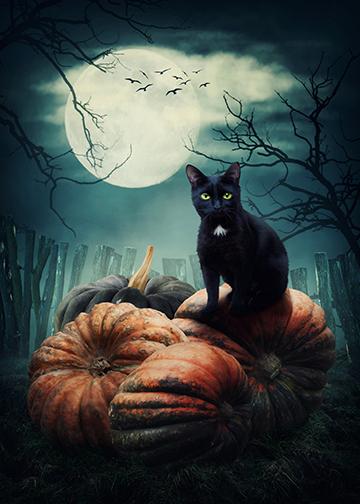 DoorFoto Door Cover Black Cat on Pumpkins