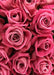 DoorFoto Door Cover Roses - Flower Decoration