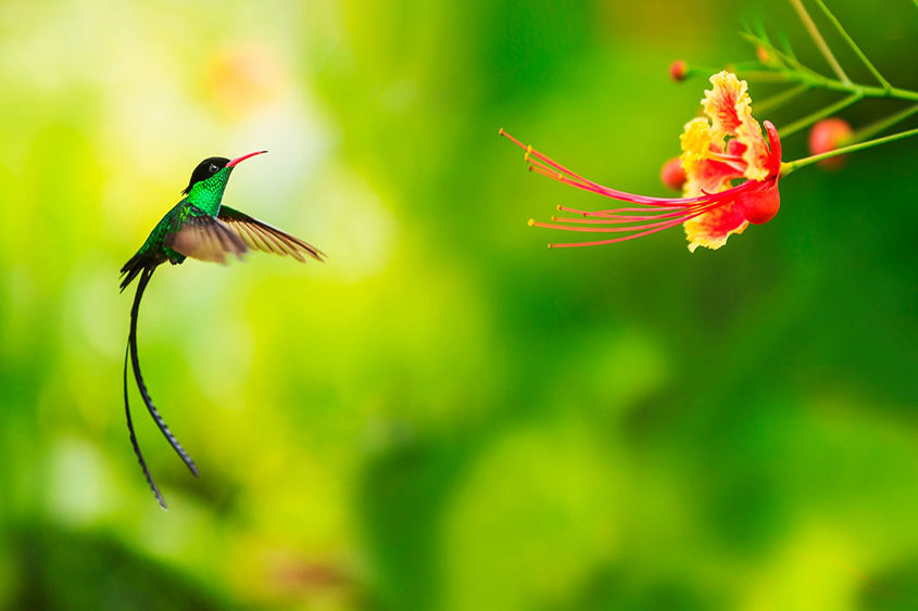 8 Ways to Bring Hummingbird Decor into Your Home
