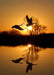 DoorFoto Door Cover Canadian Geese in Golden Sunset