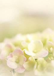 DoorFoto Door Cover Soft Pink Hydrangea