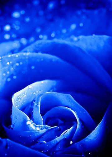 DoorFoto Door Cover Customizable - Blue Rose
