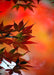 DoorFoto Door Cover Fall Door Autumn Shades