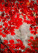 DoorFoto Door Cover Red Fall Leaves