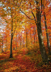 DoorFoto Door Cover Fall Door Cover