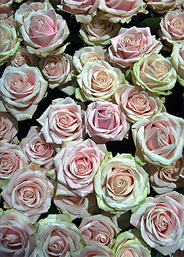 DoorFoto Door Cover Roses Galore